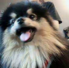  17 Ide Yeontan Di 2021 Anjing Anjing Lucu Anak Anjing