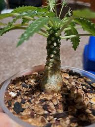 Image result for Dorstenia schliebenii