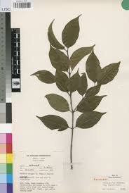 Image result for Psydrax parviflora