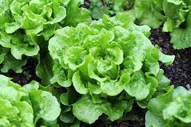 How To Harvest And Store Lettuce
