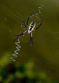 Black And Yellow Garden Spider Invisible Green Photography Garden Spider Spider Black N Yellow