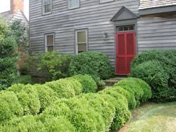 The poster child for traditional formal gardens, boxwood has seen its ups and downs in popularity over the years, but it always seems to bounce back. English Boxwood Common Boxwood