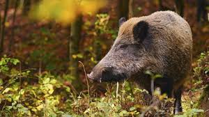 It is the least populated and most forested ground in europe. 33 Jahre Nach Tschernobyl Strahlende Wildschweine Im Deutschen Wald Archiv