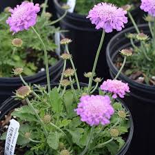 Image result for Scabiosa columbaria