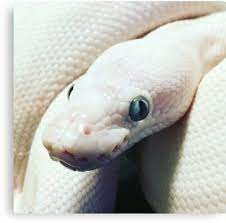 Bel Ball Python Canvas Print By Dragongirl222 Ball Python Cute Reptiles Cute Snake