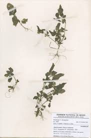 Image result for Justicia tenella