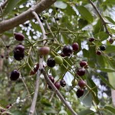 Image result for Syzygium cumini