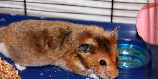 Comment Nourrir Son Hamster