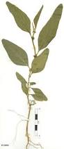 Image result for Crotalaria verrucosa