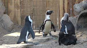 The word was later applied to the superficially similar birds of the southern hemisphere (as was woggin). Updated Exhibit Gets Visitors Up Close With Penguins At The Zoo East Idaho News