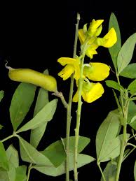 Image result for Crotalaria micans