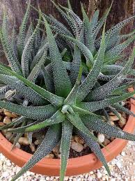 Most of these types of cactus produce white flowers. Pin By Carole Price On Beach Boho Succulents Cactus Plants Succulents Garden