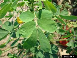 Image result for Senna obtusifolia