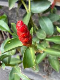 Image result for Costus