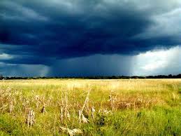 Image result for Paropsia brazzeana