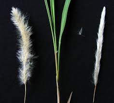 Image result for Ottelia cylindrica