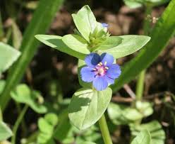 Image result for Anagallis gracilipes