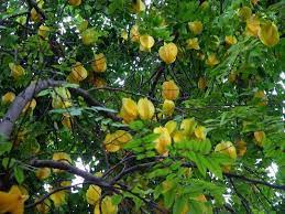 But if you live in a cold climate learn how to grow a carambola (star fruit) tree in containers. How To Grow Star Fruit Growing Starfruit Carambola