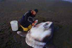 Name origin of the ocean sunfish (mola mola) 2. Rare Baby Sunfish Reveal Early Life Of One Of The Ocean S Weirdest Fish Australian Geographic