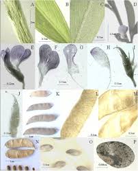 Image result for Tephrosia pentaphylla