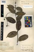 Image result for Ancylobothrys scandens