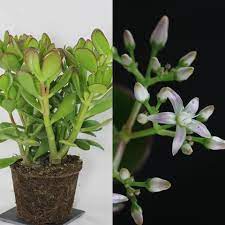 Media related to crassula arborescens at wikimedia commons. Cacti And Succulents Identification Crassula Ovata Cacti And Succulents Kalanchoe Blossfeldiana