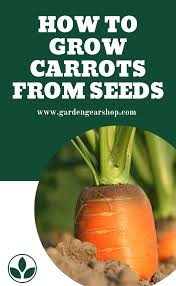 Because carrot seeds require 14 to 21 days to sprout, many gardeners mix a couple of radish seeds, which. How To Grow Carrots Planting Carrots Growing Carrots How To Plant Carrots Carrot Seedlings