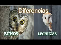 Diferencias Entre Los Buhos Y Las Lechuzas Youtube Por ejemplo, a diferencia de muchas aves, ellos muy rara vez construyen nidos, y en cambio. las lechuzas