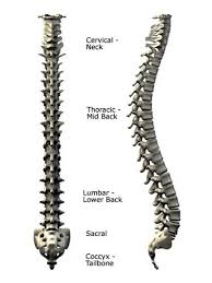 Lower back vertebrae (5) (lumbar vertebrae) back of skull (occipital bone) fused vertebrae (5) (sacrum) hand bones (metacarpals) finger bones (phalanges) heel bone (calcaneus) skull (cranium) backbone. Human Spinal Anatomy Diagram Of The Spine And Vertebrae Human Spine Spines Anatomy