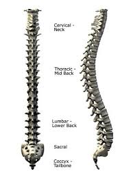 Made up of 34 bones, the spinal column holds the body upright, allows it to bend and twist with ease and provides a conduit for major nerves running from the brain to the tips of the toes—and everywhere in between. Human Spinal Anatomy Diagram Of The Spine And Vertebrae Human Spine Spinal Cord Anatomy Anatomy