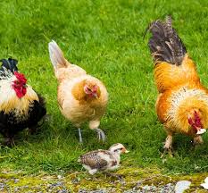 Beli tempat pakan ayam terlengkap & berkualitas harga murah july 2021 terbaru di tokopedia! Punya Usaha Peternakan Ayam Inilah 10 Pakan Ayam Alami Dan 3 Rekomendasi Produk Pakan Ternak Terbaik