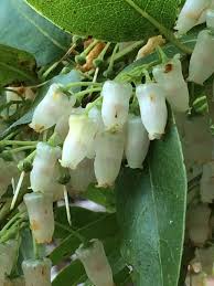 Image result for Agarista