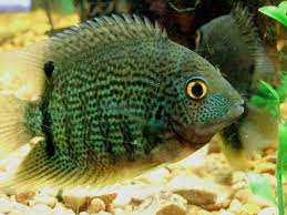 What other species can a cichlid live with? South American Cichlid Species For Beginners