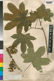 Image result for Triplochiton zambesiacus