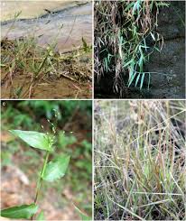 Image result for Panicum subalbidum