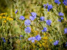 Its medium texture blends into the garden, but can always be balanced by a couple of finer or coarser plants for an effective composition. Should I Deadhead Bachelor S Button How To Prune A Bachelor Button Plant