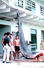 Carole baskin made a name for herself by running big cat rescue, a respected animal sanctuary for big cats that also lobbies for more regulation of the private ownership of these animals. Shark Culling Wikipedia
