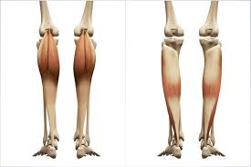 • achilles tendon is the strongest + largest tendon in the body! Why You Must Include The Seated Calf Raise Exercise