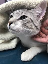 We did not find results for: Fear Free Makes For Happy Pets Happy People