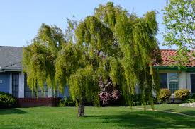 Image result for Salix babylonica