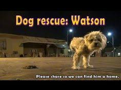 She is sweet, playful and great… 13 Hope For Paws Ideas Rescue Dogs Animal Rescue Paw