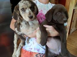 Discover the wide selection of dogs and puppies needing good homes in wellington and surrounding areas to find your next furry 4 ads in adopt dogs & puppies in wellington. Labrador Australian Shepherd Puppy Sheprador For Sale In Wellington Colorado Classified Americanlisted Com