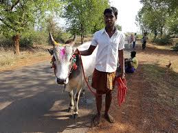 hd wallpaper bull bull embracing yeru thazhuvuthal yeru thazhuval jallikattu wallpaper flare bull bull embracing yeru thazhuvuthal
