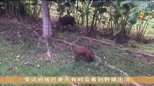 Fully compatible with most common designer tools five angles of every icon included. æ¦œé¹…å±…æ°' é‡ŽçŒªå¸¸å‡ºæ²¡ç¬¬ä¸€æ¬¡å¬åˆ°æœ‰äººå—ä¼¤ Youtube