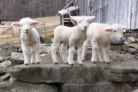 These Little Lambs Are Part Of The Sheep Flock At Vermont S Grand View Farm A Cute Animals Animals Beautiful Animals