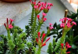 Crassula ovata blue bird (blue bird). 15 Types Of Jade Plants Crassula Succulent How To Care For Them