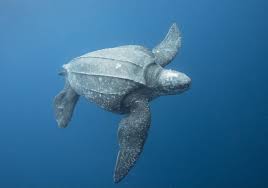 Image result for turtle
