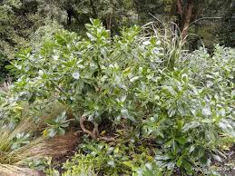 Image result for Myoporum laetum