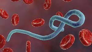 Everything You Need To Know About Ebola Abc News