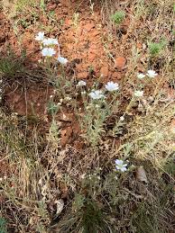 Image result for Cerastium afromontanum